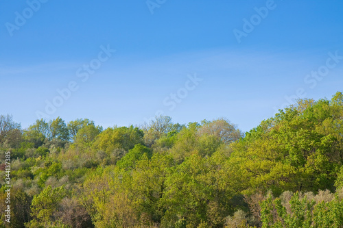 Green trees in springtime against a blue sky - concept image with copy space