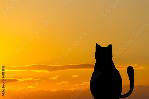 Funny cat traveler character