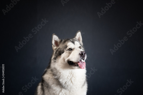 Husky Malamute dog on a black background looks to the right