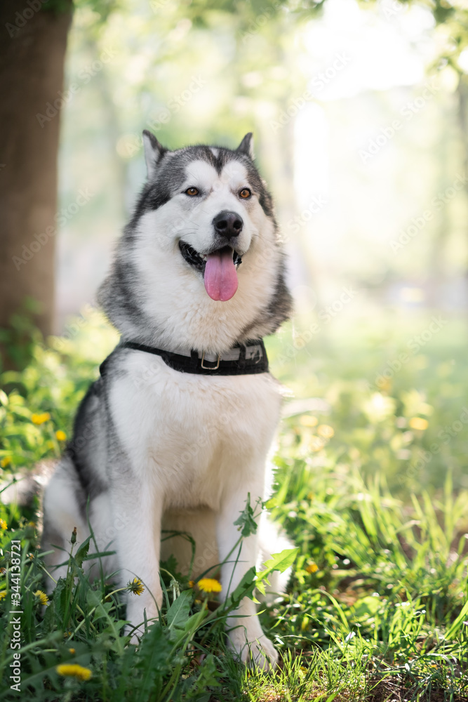 dog husky malamute outdoors dog husky malamute outdoors