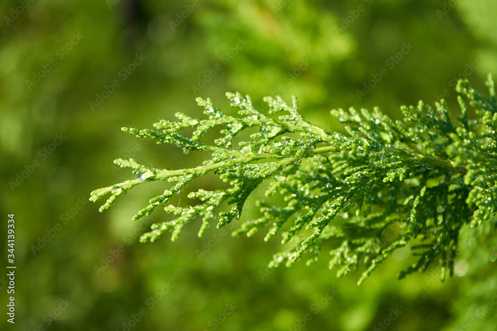 branch of juniper in water drops,after rain branch of juniper spring green branch branch of juniper in water drops,after rain branch of juniper spring green branch