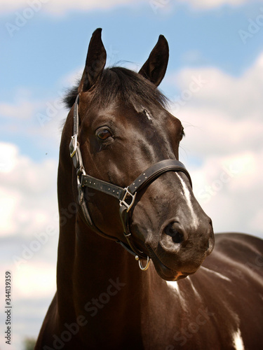 Stallion Headshot © Nigel Baker