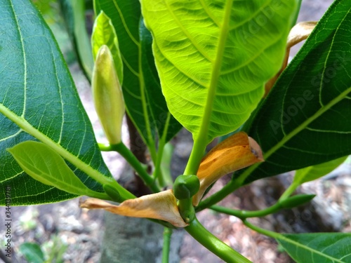 bird of paradise in the jungle