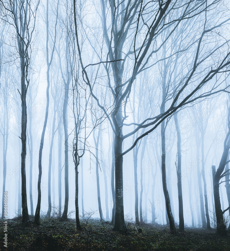 Obraz premium Foggy day at forest