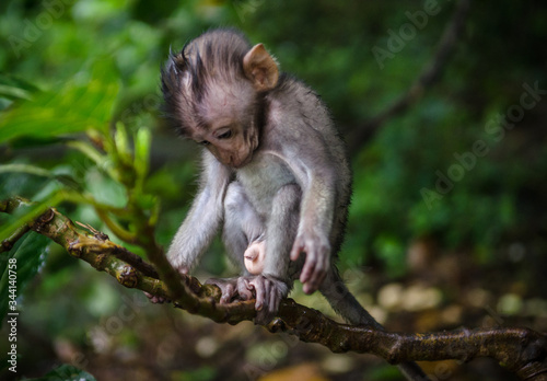 little cute monkey in monkey forest bali