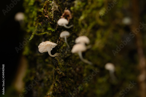 Bottom view of wild mushrooms on the bark of a tree with moss, with side light, Mediterranean forest in autumn.