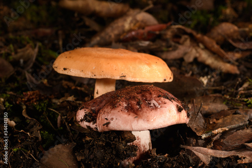 Hygrophorus russula in front of a yellow mushroom, Mediterranean forest