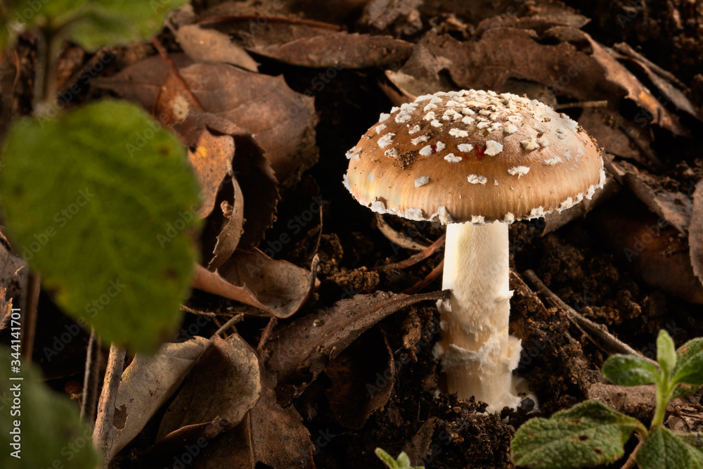 Poisonous mushroom Amanita pantherina in the forest Poisonous mushroom Amanita pantherina in the forest