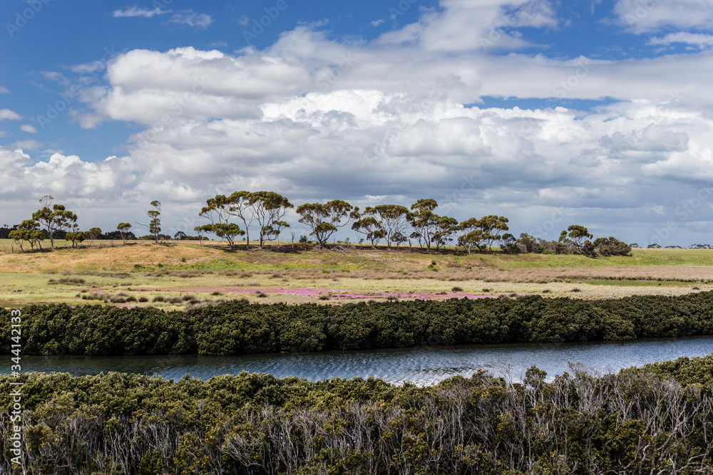 White mangroves along Hovells Creek (Avalon, Australia) with blooming pigface at the salt marsh and eucalyptus trees in the background.