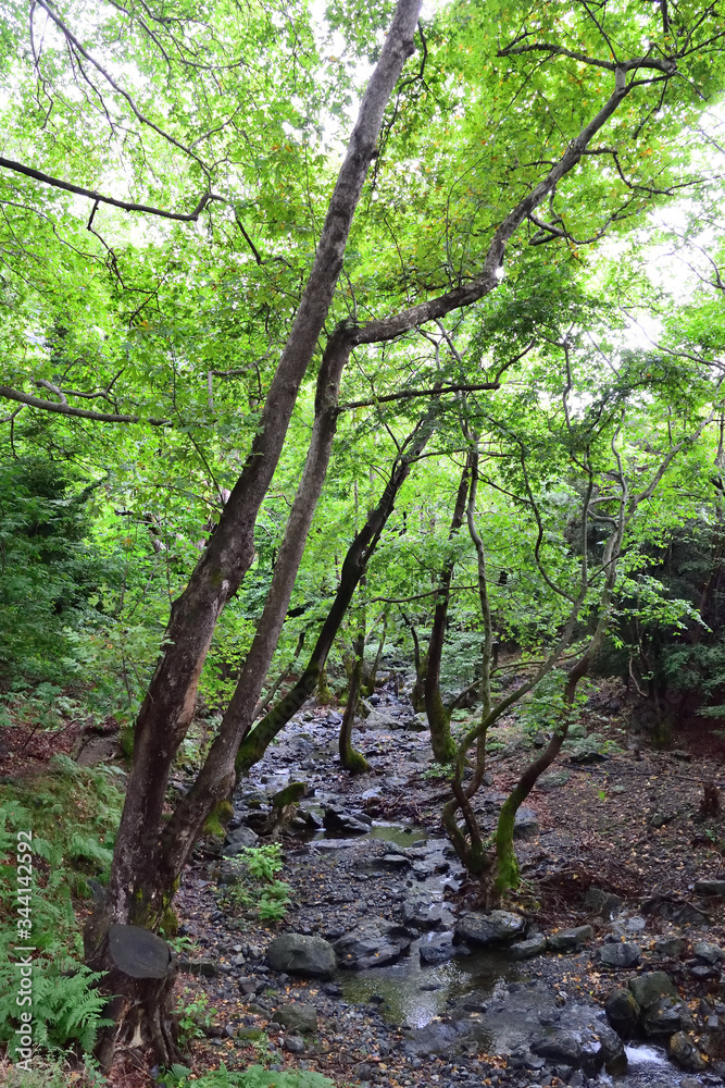 Obraz premium Creek in the forest - Gria Vathra, Therma, Samothraki, Greece