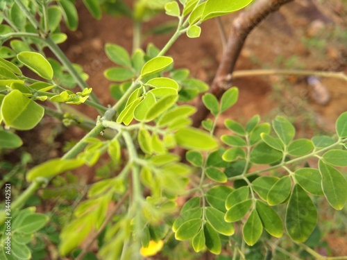 green leaves on a branch