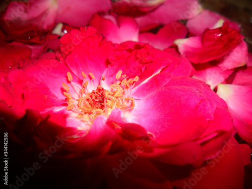 Fototapeta Naklejka Na Ścianę i Meble -  Close up of Red Rose flower