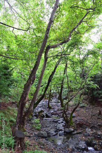 Creek in the forest - Gria Vathra  Therma  Samothraki  Greece
