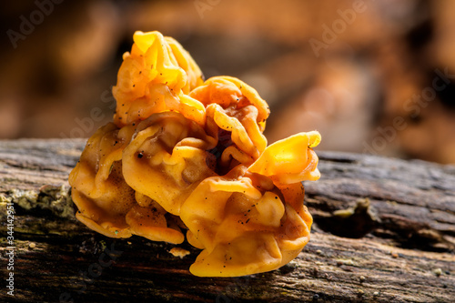 A wild Tremella aurantia mushroom on rotten wood from a Mediterranean forest in winter