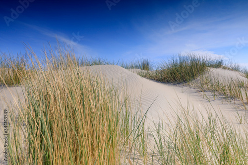 sand dunes along the Dutch coast near The Hague  Kijkduin  Netherlands