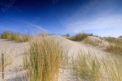 Fototapeta Naklejka Na Ścianę i Meble -  sand dunes along the Dutch coast near The Hague; Kijkduin, Netherlands