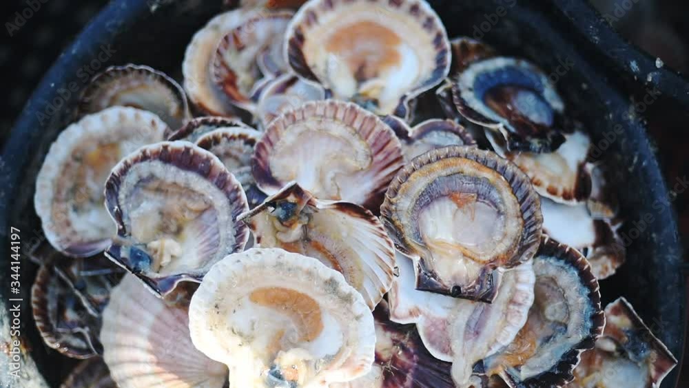 Empty Fresh Scallop Shells In A Pot In Guernsey Island - Handheld High-Angle Shot Empty Fresh Scallop Shells In A Pot In Guernsey Island - Handheld High-Angle Shot