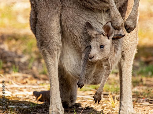 Obraz na plátně Eastern Grey Kangaroo with joey in pouch