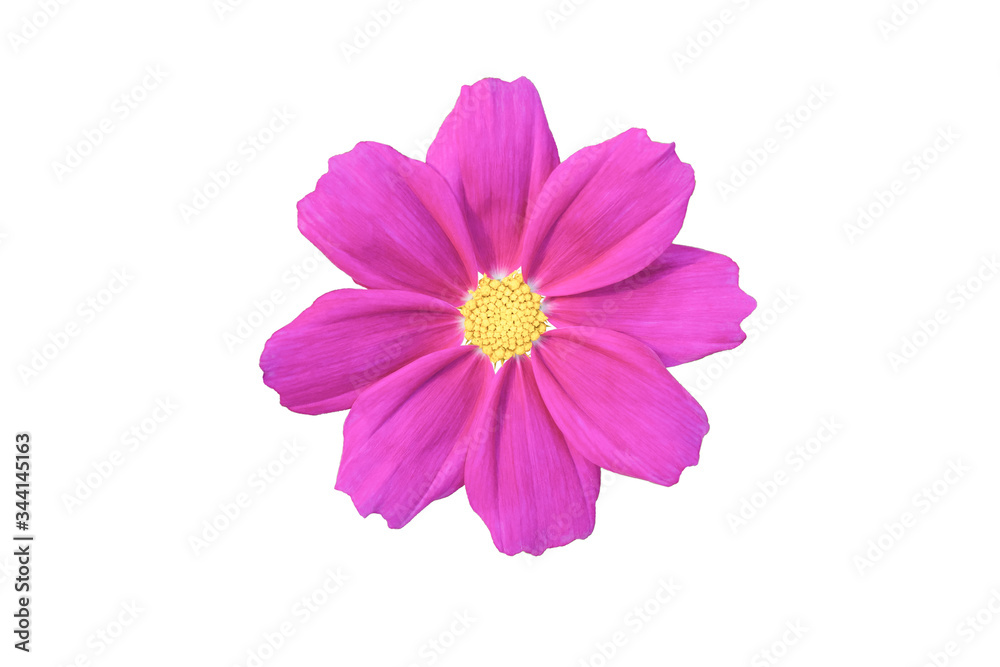 Pink Cosmos flower isolated white background. Pink Cosmos flower isolated white background.