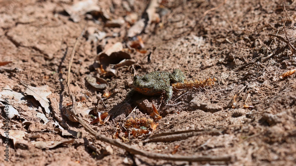 Gelbbauchunke (Bombina variegata) Gelbbauchunke (Bombina variegata)