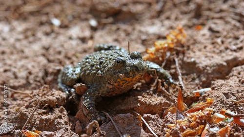 Gelbbauchunke  Bombina variegata 