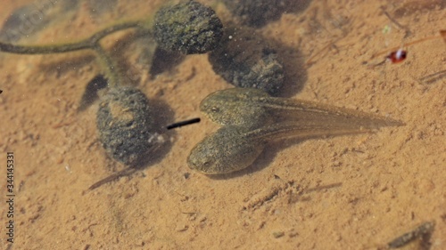 Kaulquappen des Grasfrosches  Rana temporaria 