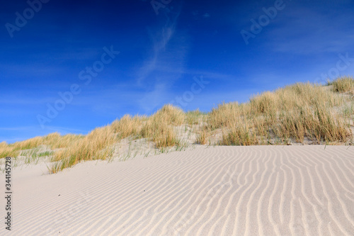 Fototapeta Naklejka Na Ścianę i Meble -  sand dunes along the Dutch coast near The Hague; Kijkduin, Netherlands