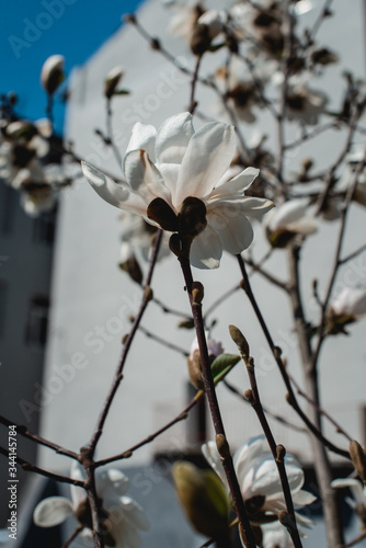 blossoming of magnolia trees during spring. Buikding on a background