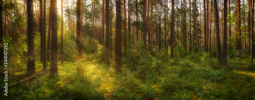 Panorama of a summer forest with a clearing illuminated by sunlight