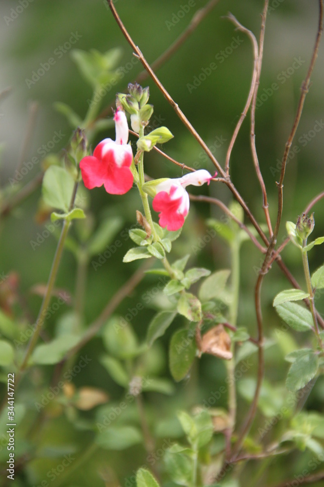 Obraz premium Baby Graham's blackcurrant sage hot lips