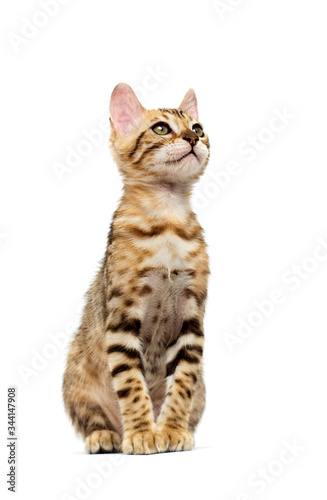 Bengal kitten sits and looks on a white background