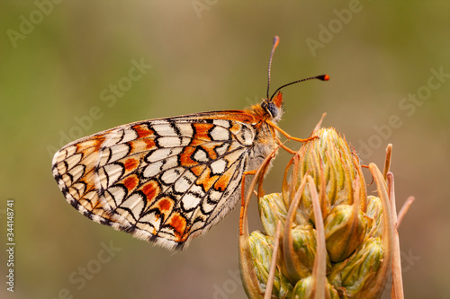 A selective photo of a beautiful butterfly, Melitaea phoebe perched on a flower against a defocused green background.