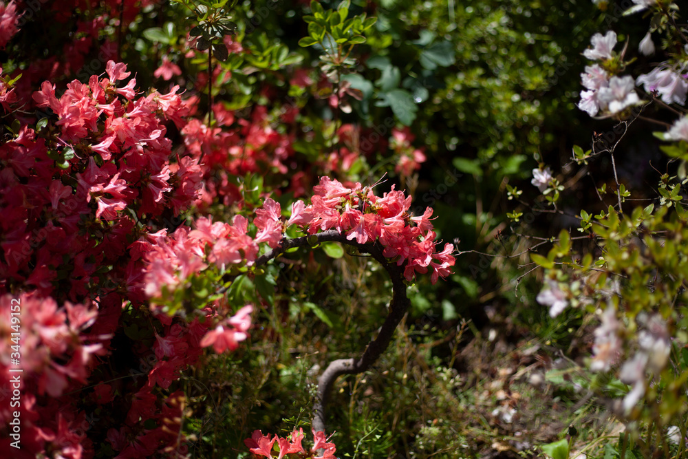 Fototapeta premium fiori
