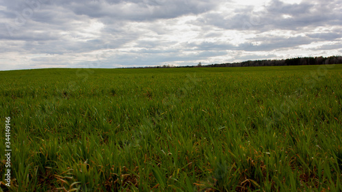 Green field to the horizon, edge of the forest and blue sky with gray heavy clouds.