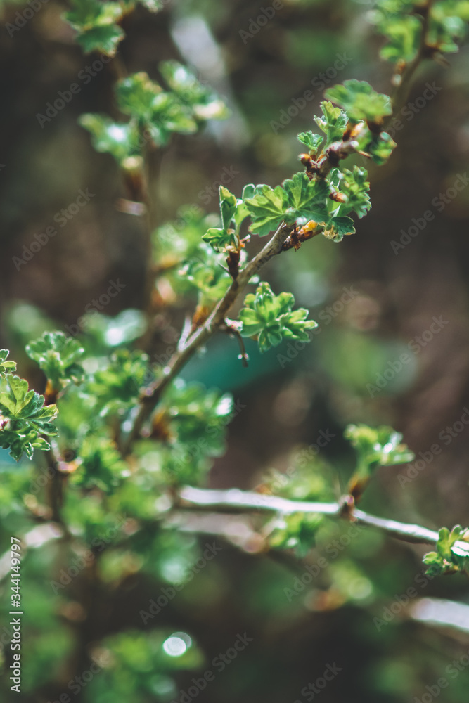 green leaves in spring
