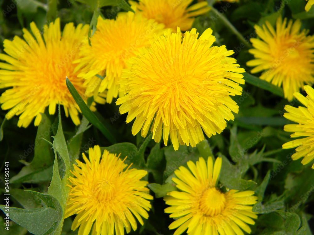 Spring blooming yellow common dandelion, taraxacum flower heads in green grass background. Spring blooming yellow common dandelion, taraxacum flower heads in green grass background.