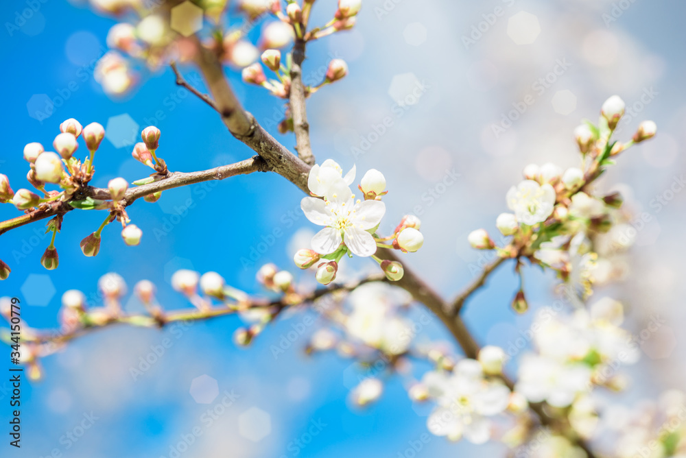 White blooming cherry flowers. Spring flowering. Tree branches against the blue sky. Clear cloudless spring sky. White blooming cherry flowers. Spring flowering. Tree branches against the blue sky. Clear cloudless spring sky.