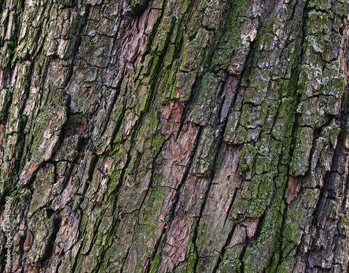 Natural pear tree bark. Abstract background. Tree bark. Close-up view of the bark of a European pear tree. Trunk texture