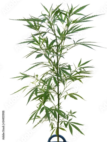 Cannabis isolated on white background