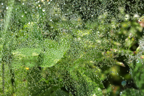 Obraz na plátne glittering raindrops on spider web