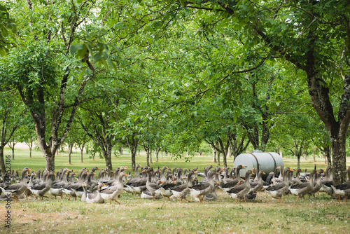 Oies grasses en plein air, sous les noyers, dans le Périgord, France