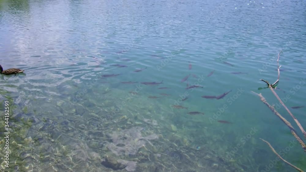 Tracking pan shot of two ducks swimming in crystal clear waters of Plitvice Lakes National Park over fishes Tracking pan shot of two ducks swimming in crystal clear waters of Plitvice Lakes National Park over fishes