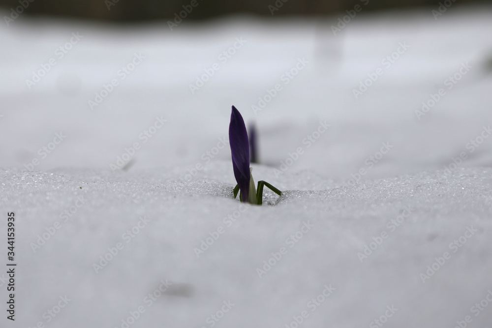 Crocus und Schnee bedeckter boden Crocus und Schnee bedeckter boden