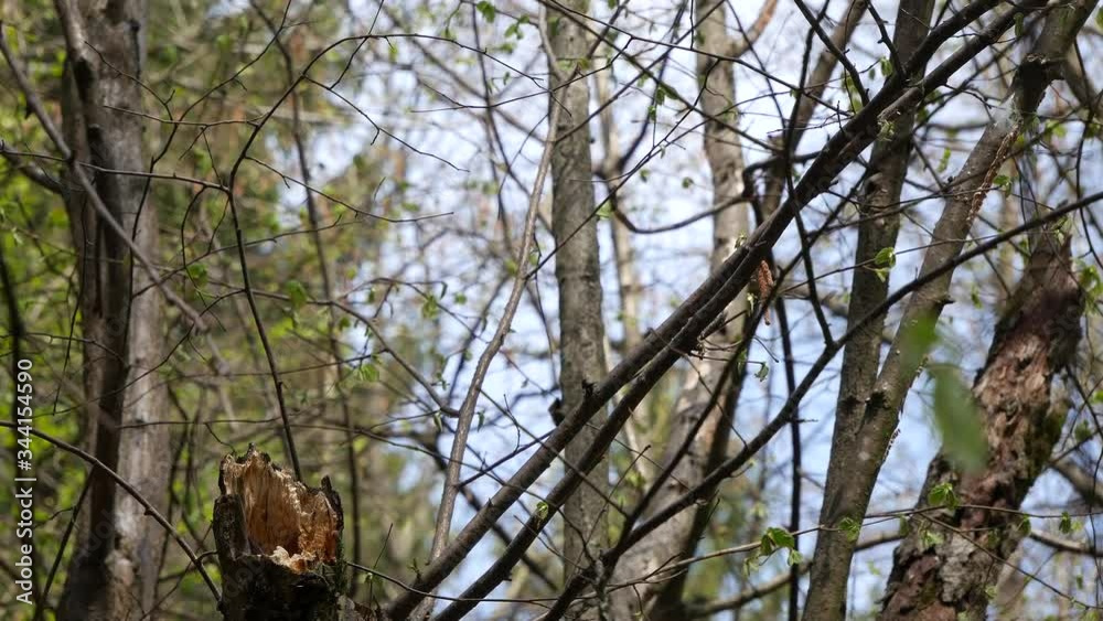 Poecile builds itself a nest in a tree. Poecile builds itself a nest in a tree.
