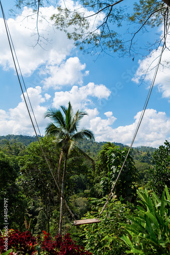 A swinging swing in a ravine thick with tropical trees