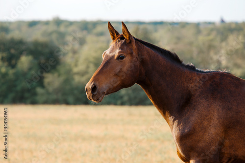 Fototapeta Naklejka Na Ścianę i Meble -  Beautiful stallion portrait