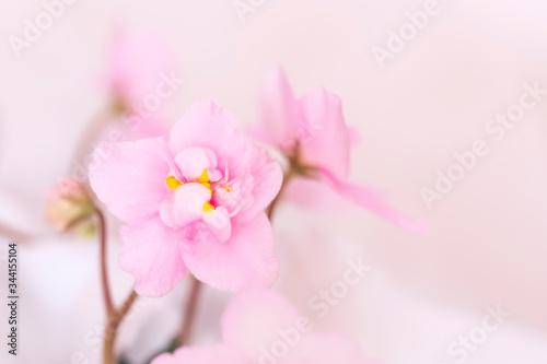Pink violet flower close up selective focus