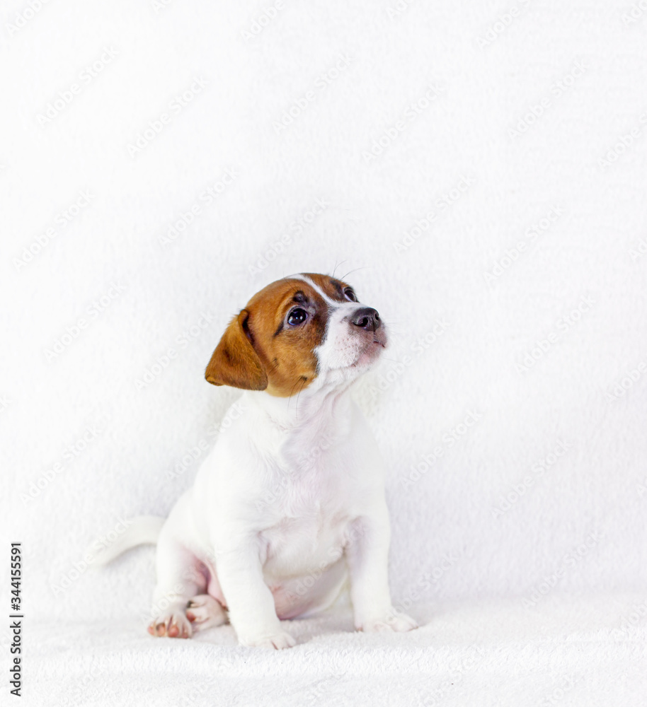 puppy male jack russell terrier raised his head in sits and listens to the team. White background. Preparation for the exhibition. Horizontal format