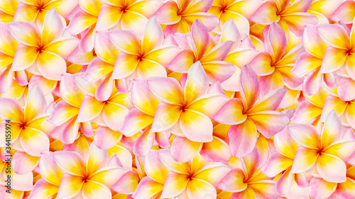 Colorful of Plumeria flowers pattern background.