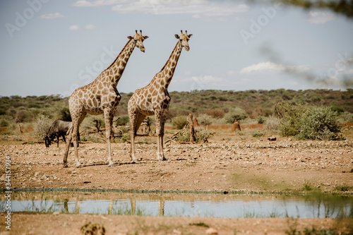 Giraffen  Namibia  Afrika